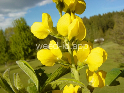 golden pea, mountain
